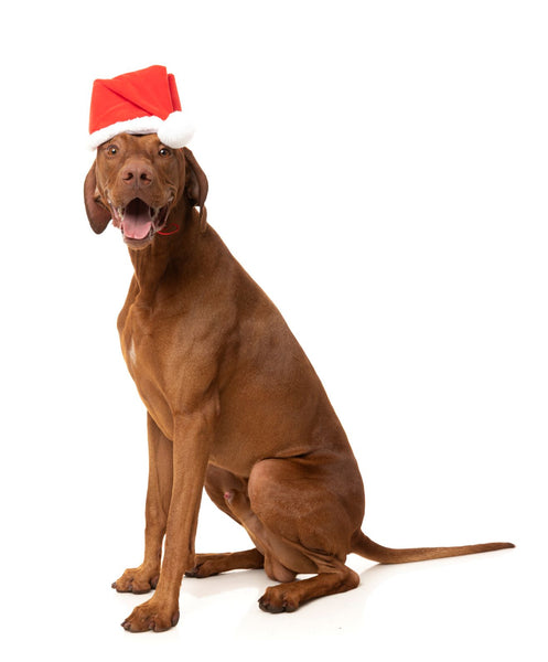 Santa Dog Hat