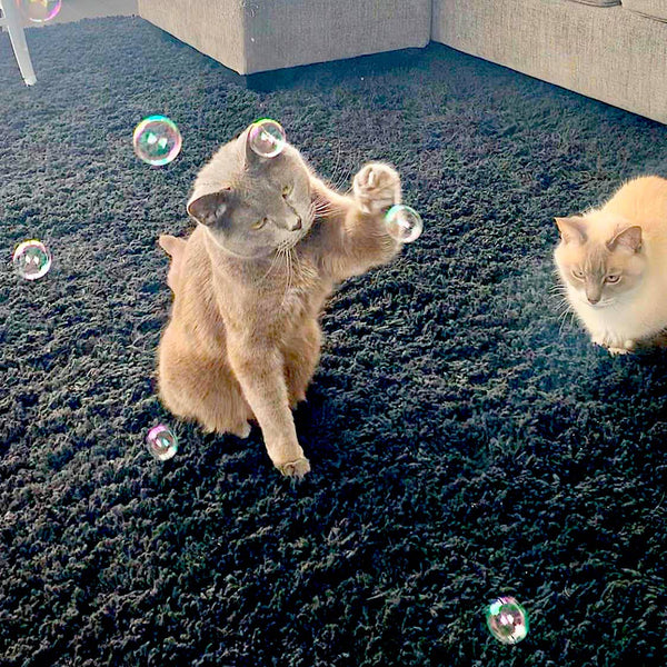 Purrsecco Catnip Bubbles